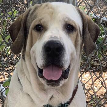 Schneider -  Mastiff and Hound Dog for Adoption in Austin, Texas - Schneider | PetCurious