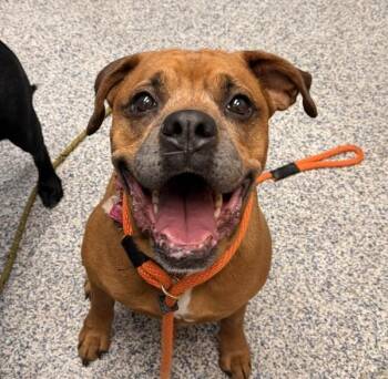 Rome -  Rottweiler and Boxer Dog for Adoption in Golden, Colorado - Rome | PetCurious