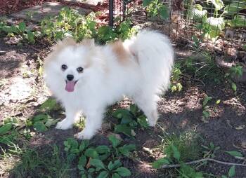 Micky -  Pomeranian Dog for Adoption in Farmington, Minnesota - Micky | PetCurious