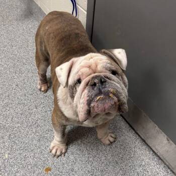 Bowser -  English Bulldog Dog for Adoption in Grand Rapids, Michigan - Bowser | PetCurious