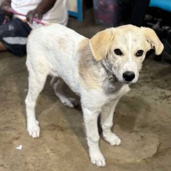 Rescue Great Pyrenees Dogs for Adoption in Boone, Iowa - Chicken Nugget | PetCurious