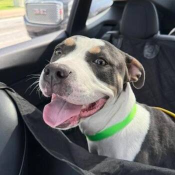 Rescue Pit Bull Terrier Dogs for Adoption in Roswell, Georgia - Kyle | PetCurious