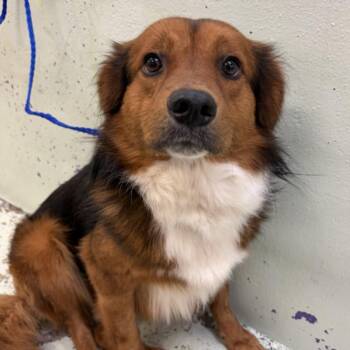 Border Collie and Mixed Breed Dogs Available for Adoption in Houston, Texas - ROCKY | PetCurious