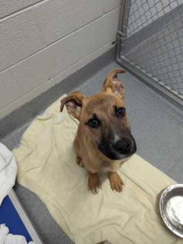 Mixed Breed Dogs Available for Adoption in Sevierville, Tennessee - Curry | PetCurious