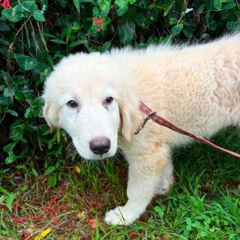 Rip -  Great Pyrenees Dog for Adoption in Fredericksburg, Virginia - Rip | PetCurious