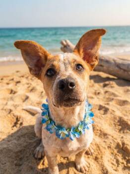 Poppy -  Australian Cattle Dog Blue Heeler Dog for Adoption in Coldwater, Michigan - Poppy | PetCurious