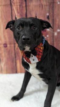 Rescue Pit Bull Terrier and Black Labrador Retriever Dogs for Adoption in Sturgis, Michigan - Jimmy James | PetCurious
