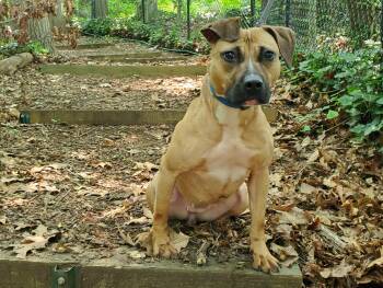 Rescue Pit Bull Terrier Dogs for Adoption in Port Washington, New York - Harley | PetCurious