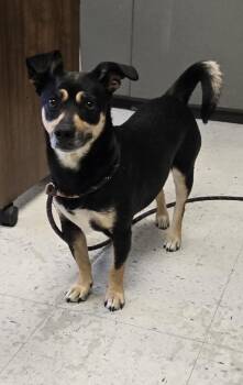 Susie -  Chihuahua Dog Available for Adoption in Salt Lake City, Utah - Susie | PetCurious