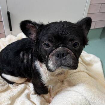 Rickroll 14544 -  French Bulldog Dog for Adoption in San Francisco, California - Rickroll 14544 | PetCurious