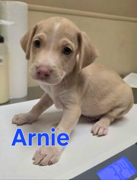 Arnie -  Mixed Breed Dog for Adoption in Dallas, Texas - Arnie | PetCurious