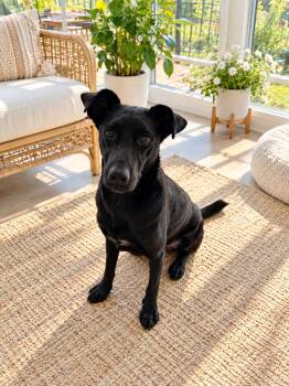 Bear -  Mixed Breed Dog for Adoption in Markham, Ontario - Bear | PetCurious