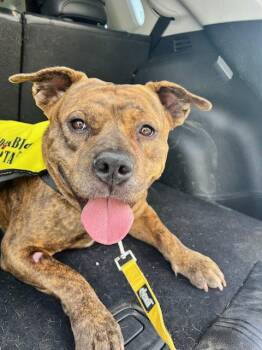 Spudnik -  Pit Bull Terrier Dog for Adoption in Elk Grove, California - Spudnik | PetCurious