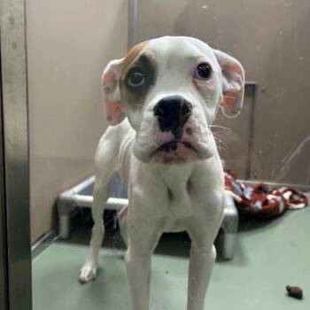 Boxer Dogs Available for Adoption in Lyndhurst, Virginia - Spanky | PetCurious