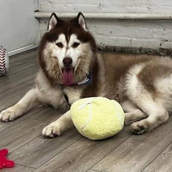 Simba -  Siberian Husky Dog for Adoption in New York, New York - Simba | PetCurious