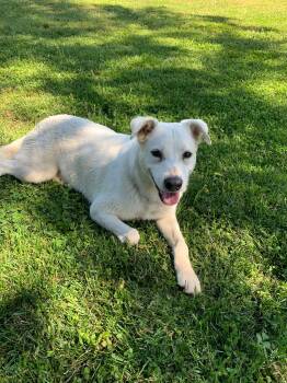 Labrador Retriever Dogs Available for Adoption in Douglas, Massachusetts - Miss Wiggles | PetCurious