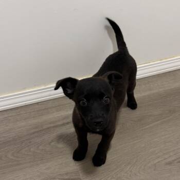 Harold -  Shiba Inu and Chiweenie Dog for Adoption in San Diego, California - Harold | PetCurious