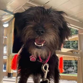 Maxie -  Miniature Schnauzer Dog for Adoption in Grafton, Ohio - Maxie | PetCurious