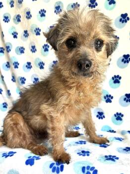 Mixed Breed Dogs Available for Adoption in Elizabethtown, Pennsylvania - Kevin | PetCurious