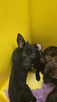 Rose -  Mixed Breed Dog for Adoption in Wichita, Kansas - Rose | PetCurious