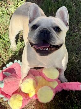 Cha Cha -  French Bulldog Dog for Adoption in Huntington Beach, California - Cha Cha | PetCurious