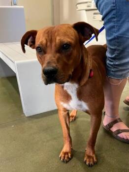 Rusty -  Hound and Mixed Breed Dog for Adoption in Honolulu, Hawaii - Rusty | PetCurious