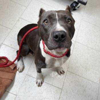 Mixed Breed Dogs Available for Adoption - Wish | PetCurious