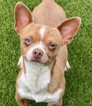 Rescue Chihuahua Dogs for Adoption in Hondo, Texas - Uno - Chihuahua Boy | PetCurious