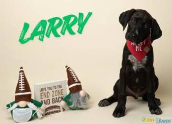 Larry -  Labrador Retriever and Mixed Breed Dog for Adoption in Fairhope, Alabama - Larry | PetCurious