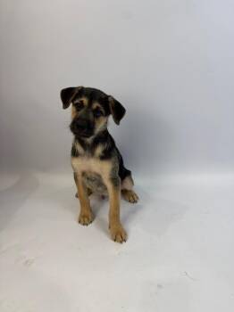 Frank Castle -  Rat Terrier and Shepherd Dog for Adoption in Alvin, Texas - Frank Castle | PetCurious