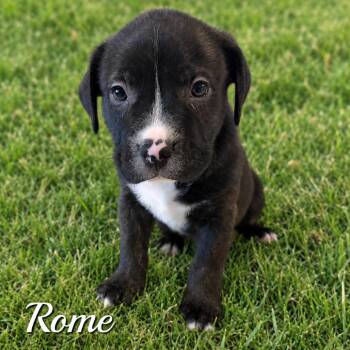 Rome -  Pit Bull Terrier Dog for Adoption in Chandler, Arizona - Rome | PetCurious