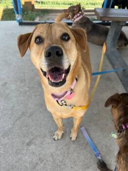 Mighty Max -  Labrador Retriever and Mixed Breed Dog for Adoption in Fort Collins, Colorado - Mighty Max | PetCurious