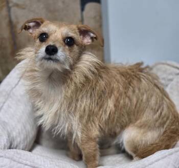 Hunter -  Border Terrier and Norfolk Terrier Dog for Adoption in Washington, District Of Columbia - Hunter | PetCurious
