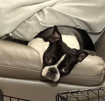 Boston Terrier Dogs Available for Adoption - Piper In WY | PetCurious