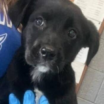 Shepherd and Mixed Breed Dogs Available for Adoption in Marshall, Virginia - Raven | PetCurious