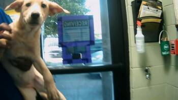 Rescue Pit Bull Terrier and Mixed Breed Dogs for Adoption in Tulsa, Oklahoma - LADY LINDA | PetCurious