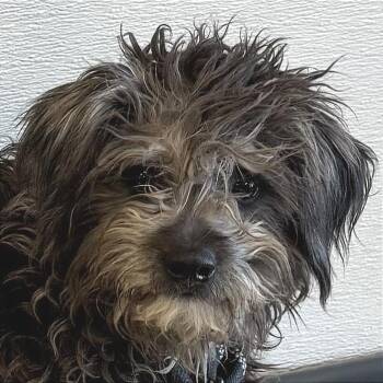 Mixed Breed Dogs Available for Adoption in Parker, Colorado - 455 (2026) Taffy | PetCurious