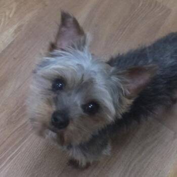 BUBBA -  Yorkshire Terrier Dog for Adoption in Trufant, Michigan - BUBBA | PetCurious