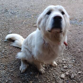 Great Pyrenees and Anatolian Shepherd Dogs Available for Adoption - Lana | PetCurious