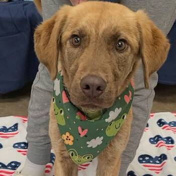 German Shepherd Dog Dogs Available for Adoption in Woolwich, Maine - Ernest | PetCurious