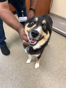 ADOBO -  Siberian Husky and Mixed Breed Dog for Adoption in Fort Myers, Florida - ADOBO | PetCurious