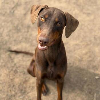 Doberman Pinscher Dogs Available for Adoption in New York, New York - Maddy | PetCurious