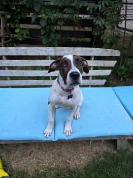 Echo Bell -  Great Dane Dog for Adoption in Waunakee, Wisconsin - Echo Bell | PetCurious