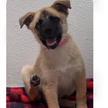1092 (2026) Ash -  Shepherd and Mixed Breed Dog for Adoption in Parker, Colorado - 1092 (2026) Ash | PetCurious