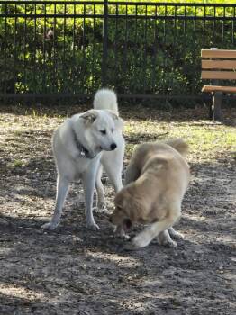 Great Pyrenees Dogs Available for Adoption in Jacksonville, North Carolina - Sadie | PetCurious