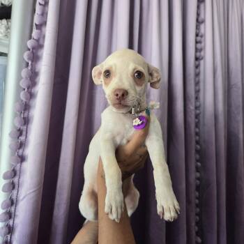 Praline -  Chihuahua and Pug Dog for Adoption in West Hollywood, California - Praline | PetCurious