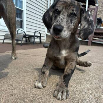 Rocket -  Coonhound and Mixed Breed Dog for Adoption in Walworth, New York - Rocket | PetCurious