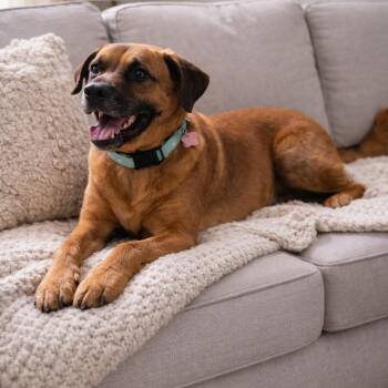 Retriever and Black Mouth Cur Dogs Available for Adoption in Houston, Texas - Buddy - Affectionate, Great Personality And Perfect Family Dog! | PetCurious