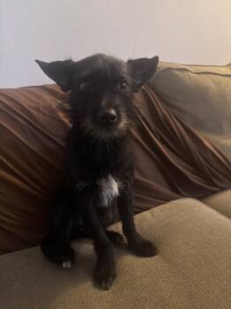 Rescue Cairn Terrier Dogs for Adoption in Brooksville, Florida - SNOOPY | PetCurious