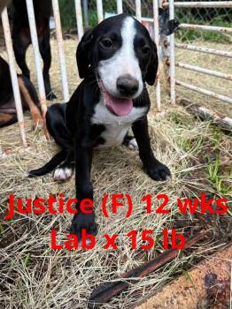 JUSTICE -  Labrador Retriever Dog Available for Adoption in Pomfret, Connecticut - JUSTICE | PetCurious